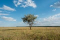 Single tree in summer green grass field landscape clouds blue sky Royalty Free Stock Photo
