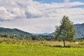 Single tree in summer stands alone in the mountains in Bieszczady, Bieszczady National Park, beautiful view