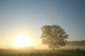 single tree on a sunny foggy morning the silhouette of a tree on a field against a blue sky in misty autumn weather during sunrise Royalty Free Stock Photo