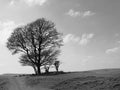 Single tree surrounded by rocks on top of a hill looking over the calder valley and midgley moor in west yorkshire Royalty Free Stock Photo