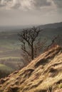 Single tree, Sutton Bank