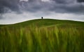Single tree on the top of beautiful yellow and green hill under dark cloudy sky Royalty Free Stock Photo