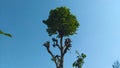 Single Tree Top in Blue SKy in Hamirpur Himchal Pradesh India Royalty Free Stock Photo