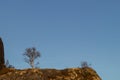 Lonley tree on top of mountain hill Royalty Free Stock Photo
