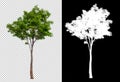 Single tree on transparent picture background with clipping path, single tree with clipping path and alpha channel on black