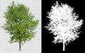 Single tree on transparent picture background with clipping path, single tree with clipping path and alpha channel on black