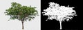 Single tree on transparent picture background with clipping path, single tree with clipping path and alpha channel on black