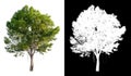 Single tree on transparent picture background with clipping path, single tree with clipping path and alpha channel on black