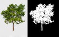 Single tree on transparent picture background with clipping path, single tree with clipping path and alpha channel on black