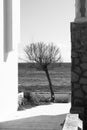 A single tree between two buildings with the sea in the background, black and white Royalty Free Stock Photo