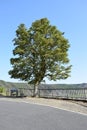 single tree at a viewing point above the Mosel Royalty Free Stock Photo