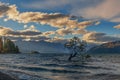 Single tree in Wanaka lake water in New Zealand Royalty Free Stock Photo