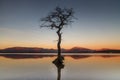 Single tree in water Royalty Free Stock Photo
