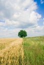 Single tree and wheat field Royalty Free Stock Photo