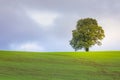 Single tree in wheat field and dramatic sky at evening Royalty Free Stock Photo