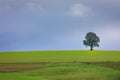 Single tree in wheat field and dramatic sky at evening Royalty Free Stock Photo