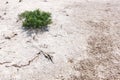 Single tree on a white land