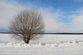 A single tree on a white snowy field. Winter. Royalty Free Stock Photo