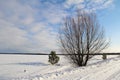 A single tree on a white snowy field. Winter. Royalty Free Stock Photo
