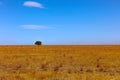 Single tree in the wide open land