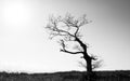 Single tree in winter, black and white photography Royalty Free Stock Photo