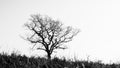 Single tree in winter, black and white photography Royalty Free Stock Photo