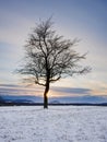 Single tree on a snowy meadow at sunset Royalty Free Stock Photo