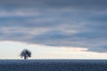 Single tree in winter on a snowy field Royalty Free Stock Photo