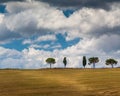 Single trees line hillside ridge in Tuscany, Italy.CR2