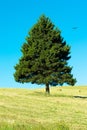 Single triangle shaped tree on the field against a blue sky