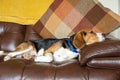 A single tricolour Beagle lying on a sofa