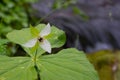 Single Trillium Blossom with Copy Space to Right