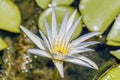 Single Tropical Day-Blooming Water Lily