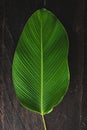 Single Tropical leaf banana calathea over wooden table