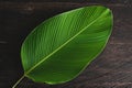 Single Tropical leaf banana calathea over wooden table