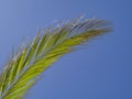 Single tropical palm leaf with blue background