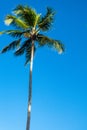 A single tropical palm tree against a blue sunny sky Royalty Free Stock Photo