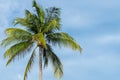 Single Tropical Palm Tree with Blue Sky and Clouds Royalty Free Stock Photo