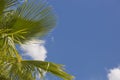 Single Tropical Palm Trees Against Blue Sky and Clouds Royalty Free Stock Photo