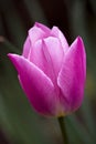 Single tulip Royalty Free Stock Photo