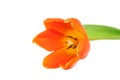 Single Tulip Royalty Free Stock Photo