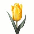 Single Tulip Clipart Art