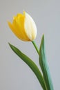 A single tulip bloom in a simple vase, featuring a mix of yellow and white petals Royalty Free Stock Photo