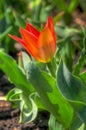 Single Tulip in Bloom Royalty Free Stock Photo