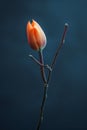 Single tulip bud on a dark background