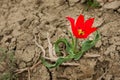 Single tulip in the desert