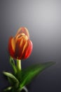 Single tulip flower on dark gradient background. 8 March present card.