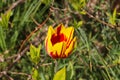 Single tulip flower in red orange and yellow color on a green background - selective focus Royalty Free Stock Photo