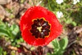 Single tulip flower in red orange and yellow color on a green background - selective focus Royalty Free Stock Photo