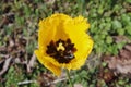 Single tulip flower in red orange and yellow color on a green background - selective focus Royalty Free Stock Photo